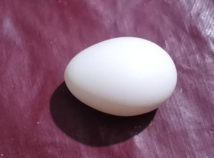 White bantum egg lying 4