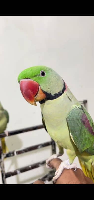 Jumbo Sized friendly talkative Parrot Pair Sukkur 1