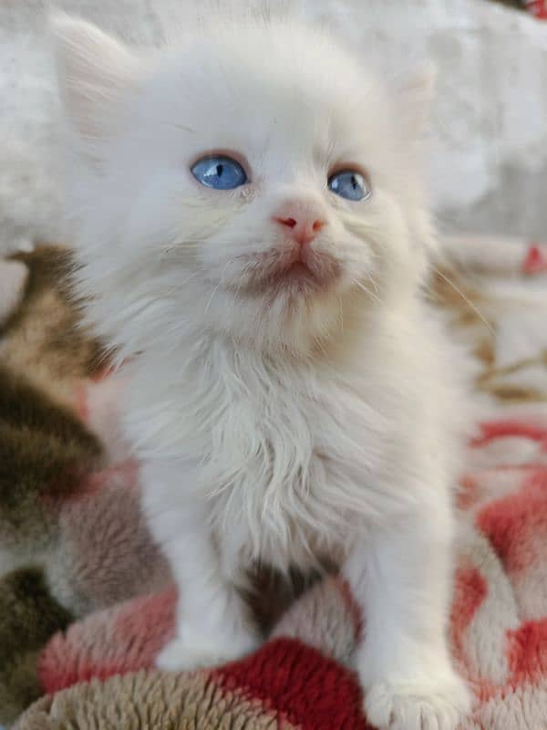 Persian Kitten Available 0