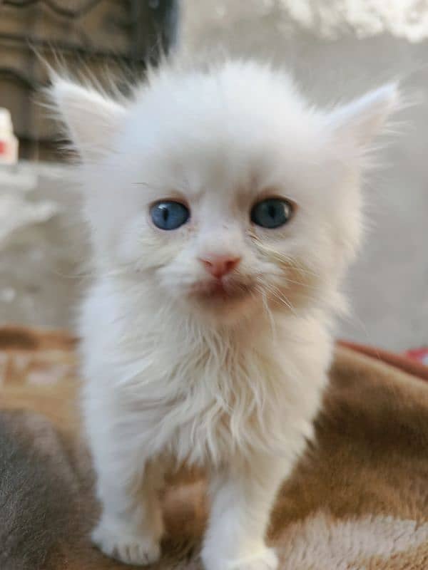 Persian Kitten Available 1