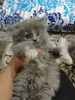 Persian Grey Triple coated Kitten.     Healthy and Active