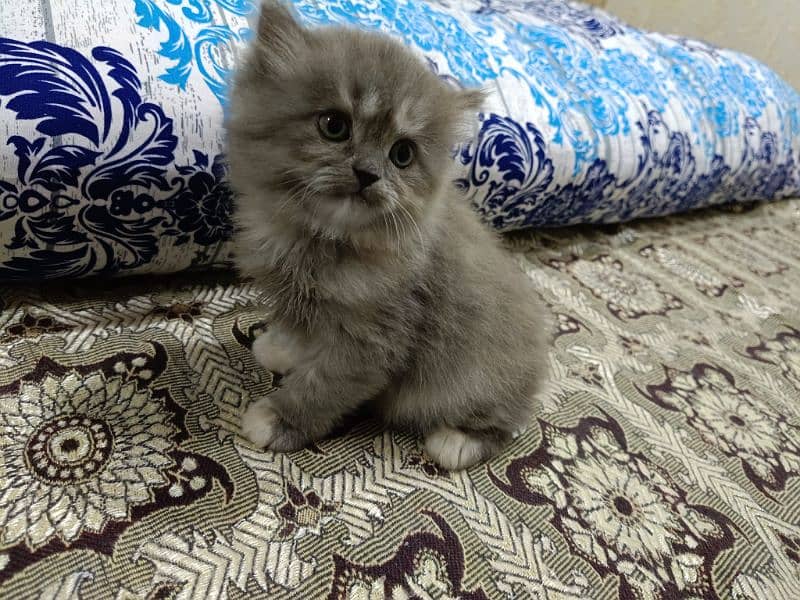 Persian Grey Triple coated Kitten.     Healthy and Active 1