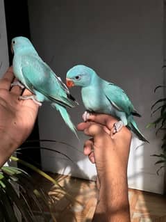 Yellow And Blue White Ringneck Chicks