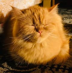 Persian cat Triple coat / persian Calico Cat with All accessories