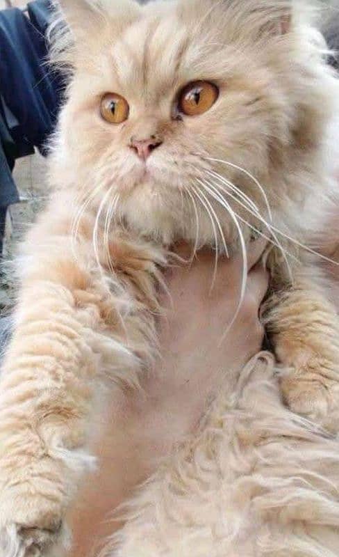 Persian kitten | Triple Coated | sami Punch face | brown | Persian cat 1