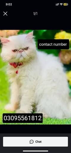 Piki face Male Cat Available For StUd service 03095561812