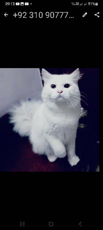 persian cat for sel 7