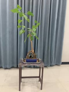 Bonsai Ficusreligiosa Bonsai