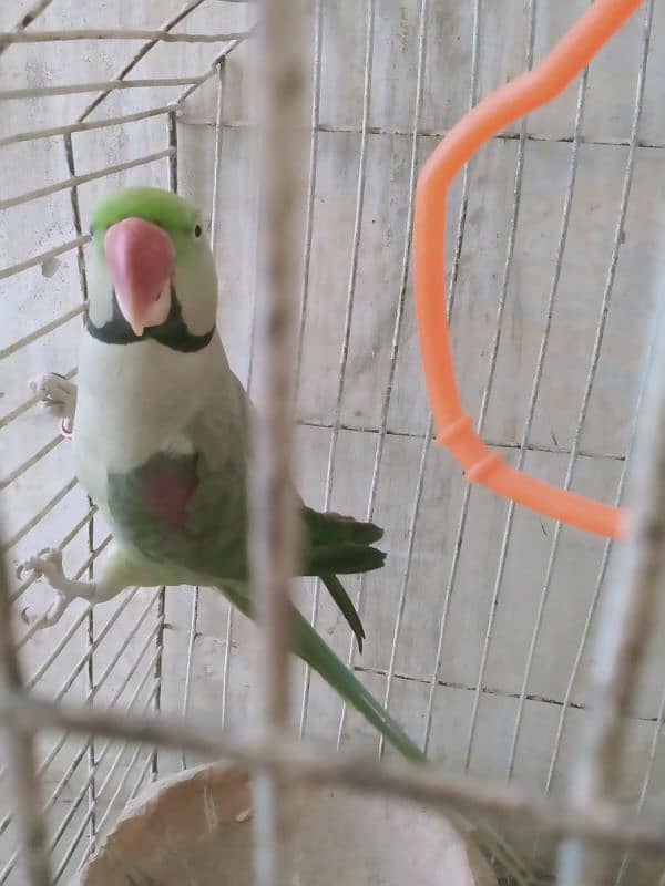 Row parrot 2