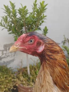 aseel hen for sale eggs laying