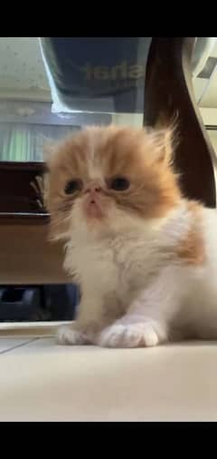 Persian Kitten For Sale # Watsapp 03274706406