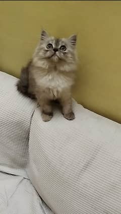 beautiful persian female kitten