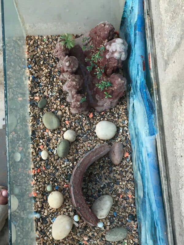 Aquarium for sale 1