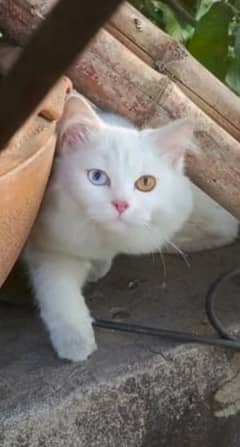 Persian cat odd eyes