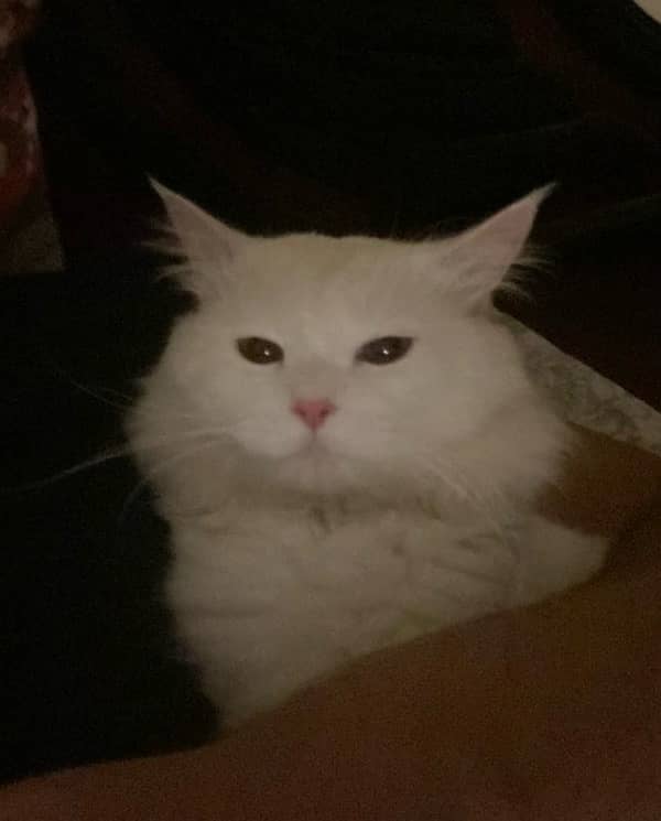 white persian cat 0