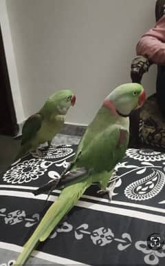 Raw Talking Parrots pair for sale