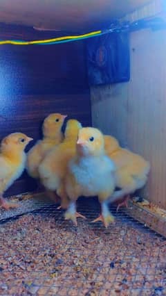 golden heavy buff chicks