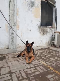 German Shrpherd female age 7 months available for sale