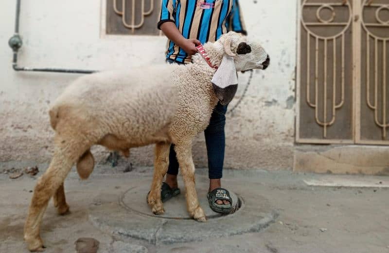 Goat Bakra for sale 0