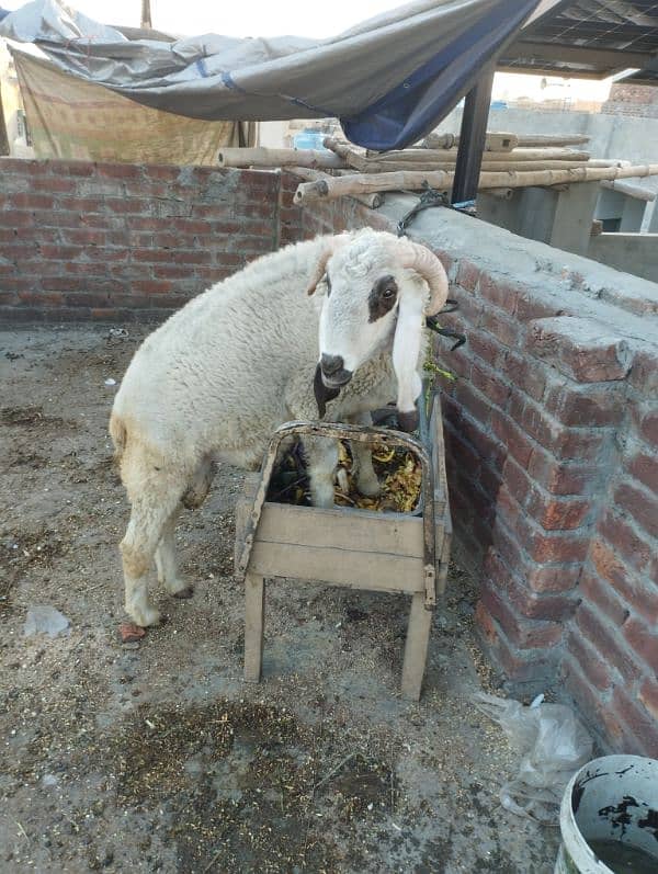 Goat Bakra for sale 3