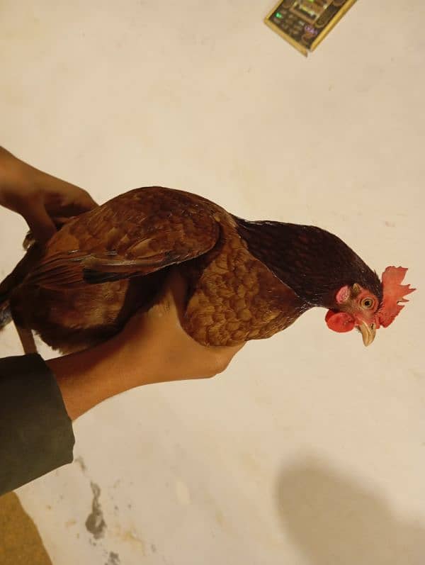 Golden Misri Dassi Hen Female For sale (1240) 0