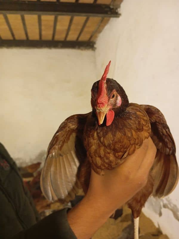 Golden Misri Dassi Hen Female For sale (1240) 1