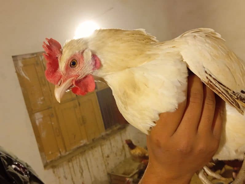 Golden Misri Dassi Hen Female For sale (1240) 3