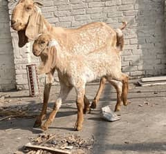 0/3/2/1/4/7/7/7/0/1/9 6 dant Makhi cheeni bakri with baby goat