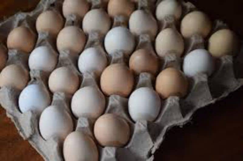 Dasi Eggs 1