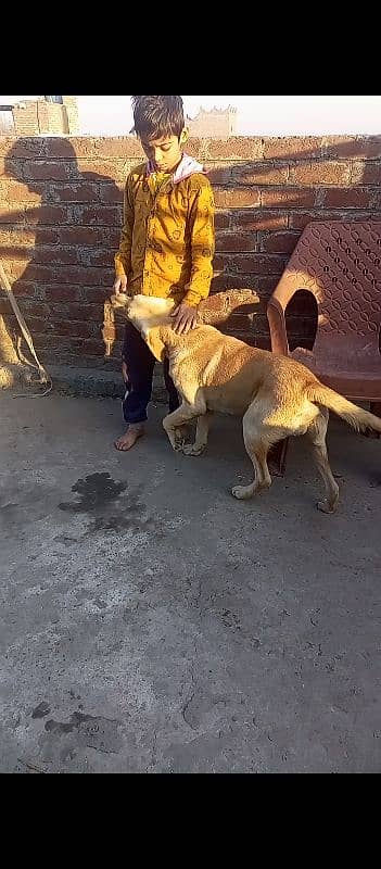 9 ma ka hai bohat acha dog hai video mil jay gae 1