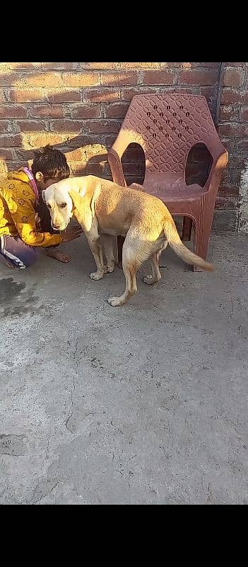 9 ma ka hai bohat acha dog hai video mil jay gae 2