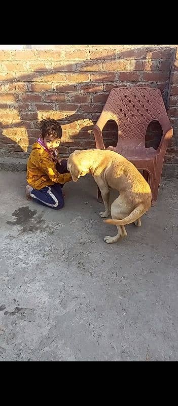 9 ma ka hai bohat acha dog hai video mil jay gae 3