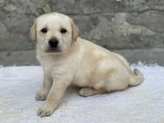 Labrador male