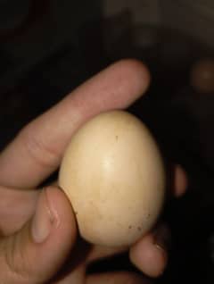 aseel hens eggs for sale