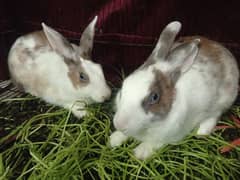 Hazel Brown & Blue-Eyed  Rabbit Pair