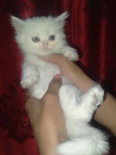 kittens of Persian cat