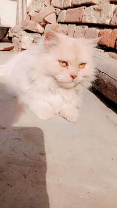 Persian cat