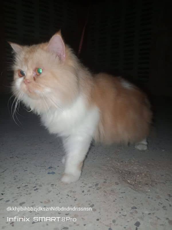 Persian Cat Female 0