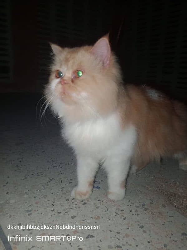 Persian Cat Female 1