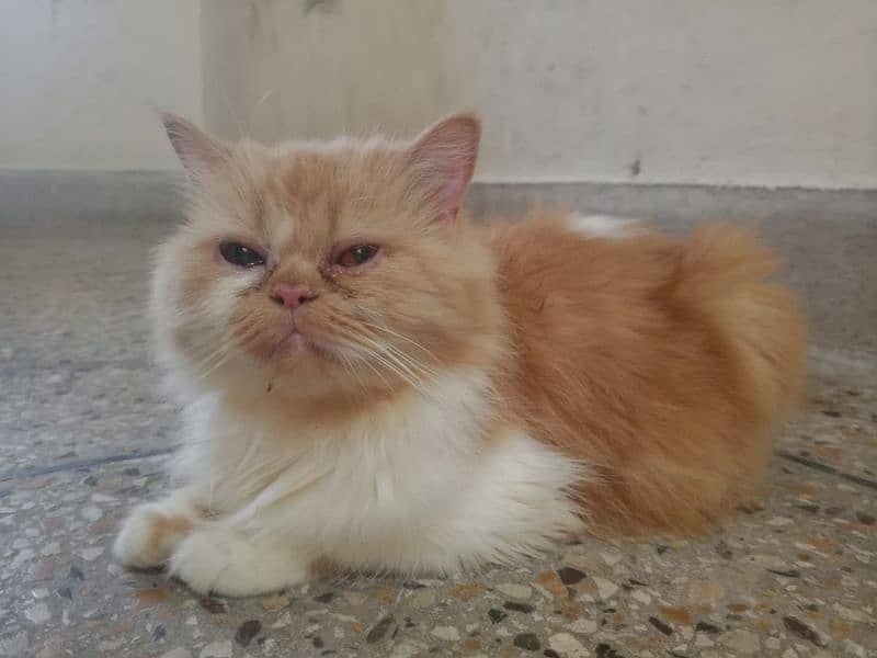 Persian Cat Female 3