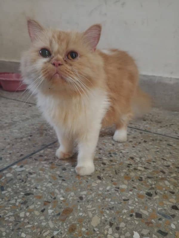 Persian Cat Female 4