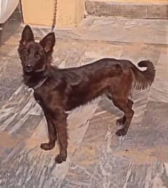 black shepherd long coat Female pup