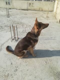 German shpherd female age 2 years for sale