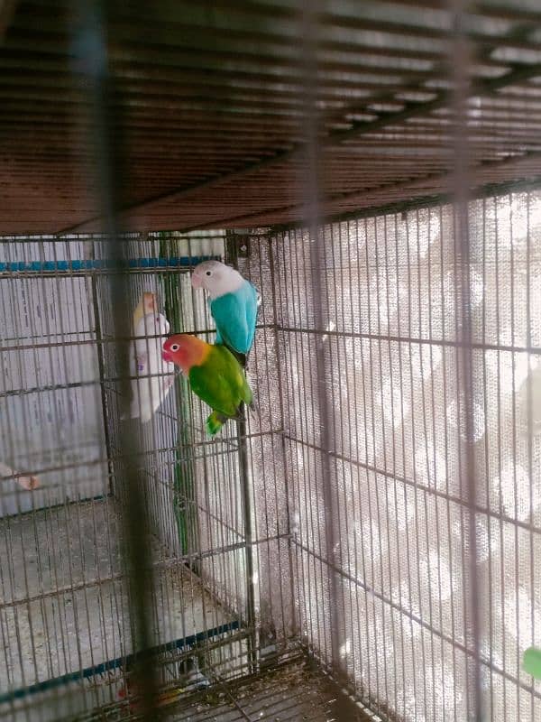 love birds breeder and bonded Pairs 12