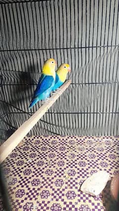 love bird pharblue oppline