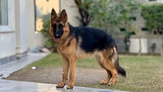 Pedigreed Female German Shepherd