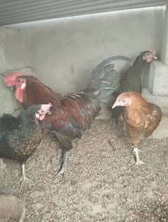 gold Mesri, aseel lohman brown and black chicks hens