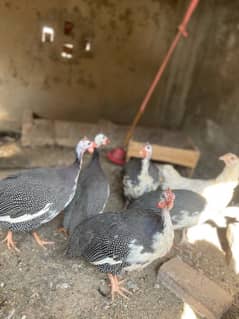 Guinea Fowl pair [TEETAR]