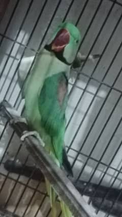 Pair of Raw parrots for sale