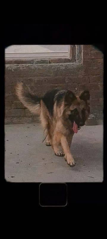 German Shepherd female 1